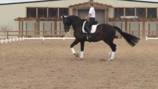 Dressage Horse for Sale - Franz Mane Imports!