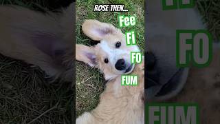 🐕Fee Fi Fo Fum, WORKING HARD HERE SHE COMES!🌹 #dogtraining #puppy #puppyvideos #babyanimals #cutedog