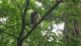 Cute Squirrel Underestimated a Baguette Decided to Save For Later