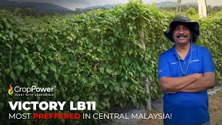 Pilihan Petani masa kini | Victory LB11