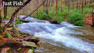 Mountain Stream Loaded with Brown Trout.