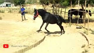 Marwari Horse