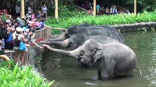 Singapore Zoo; The Elephant Show