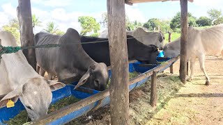 #COMO FAZER PARA OS GARROTES COMER TODO CAPIAÇU  PURO SEM MISTURA DE RAÇÃO!#