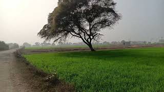 Mirzapur Village #aligarhmuslimuniversity #fertilizerbenefits #village