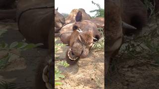 الجمل يحرك فمه وهو نائم في أرض ذر#animals #camel #desertlife #shots