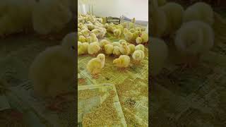 Day 1 Management at Broiler Farm | पहले दिन की तैयारी