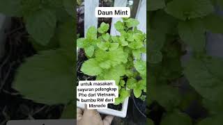 #viralkan #tanaman #viralvideo #bahanalami #kebun Manfaat Daun Mint Untuk Masakan!!!