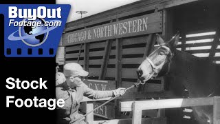 U.S. Army Drafts Missouri Mules | 1943 Stock Footage