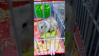 Hamsters #pets #hamsterkombat #hamsterkombatdailycombo #petlover