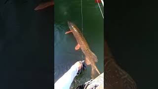 Поймал-отпусти #fishing #рыбалка #carpfishing #pike