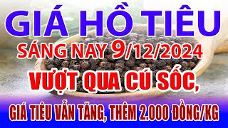 Giá tiêu hôm nay 9/12: vượt qua cú sốc, giá tiêu vẫn tăng, thêm 2.000 đồng/kg