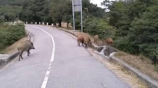 wild pig family at tai mo shan