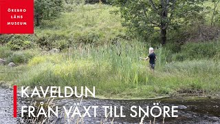 Kaveldun – från växt till snöre