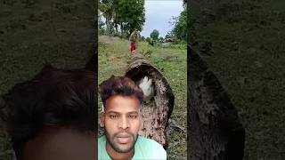 बंदर ने खरगोश को पकड़ लिया है खरगोश छुप गया था great video SokYaa #shortsvideo #green screen #funny