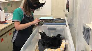 Orphaned Crow Feeding - May 2019