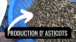 Comment produire des asticots bio de mouche soldat noir