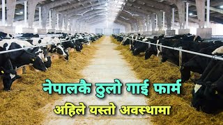 गाई फार्म, Lumbini Agro Products & Research Center, Biggest Cattle Farm in Nepal, Rupandehi, Nepal.