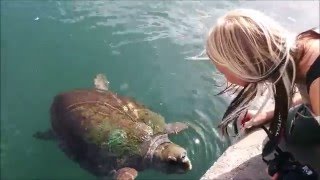 Help our sea turtle volunteer program