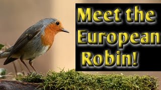 MAZING | European Robin | Nature’s Little Songbird | ANIMAL | 4K