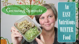 Growing Kitchen Sprouts in Winter AKA Microgreens