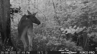 Baby Moose Waiting for Mom/Aļņu ģimene pie darvas koka