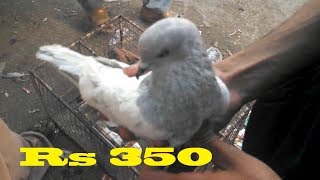 Kasni Kalsirey Pigeons for Sale in Kabootar Market...