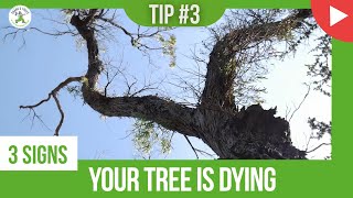 YOUR TREE IS DYING! - SIGN #3 - SHANE'S TREES