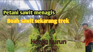 panen sawit masih umur 5 tahun || buah sawit nya kurang (trek).