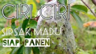 Ciri Sirsak Madu Siap Panen