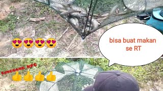 pasang bubu payung|| cukup buat lauk sekeluarga||  bubu payung👍👍👍