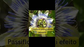 Dicas de saúde.(Beneficios da  Passiflora. )#dicas #dr  #passiflora #shortsvideo #shorts