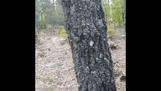 Eastern Fence Lizard