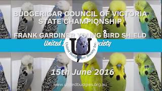 Frank Gardiner Young Bird Shield 2016 - Budgerigar Council of Victoria