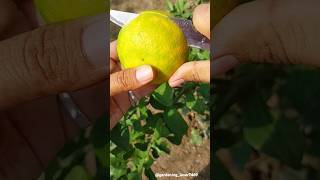 Seasonal fruit harvesting 🍑🥝🍐🥑🍏 #organic #fruit #fruitfarming #fruitcutting @gardening_lover7469