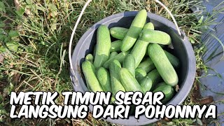 Timun segar langsung dari kebun