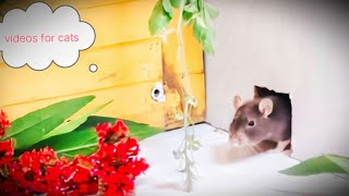 Cat Tv | Mice run continuously, squeaking in search of food | Videos for cats | love music