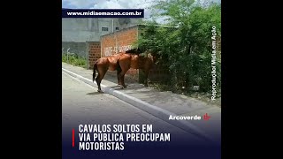 Cavalos soltos em via pública preocupam motoristas em Arcoverde