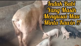 INDUK BABI YANG MASIH MENYUSUI MAU MINTA KAWIN !?