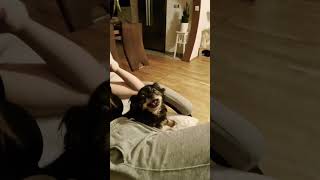 Crazy dog!!!! #funny #viral