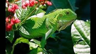 A Guide To Convenient Programs For Iguana