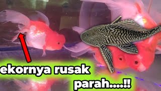 Begini jadinya kalau ikan koki atau goldfish di campur ikan sapu sapu