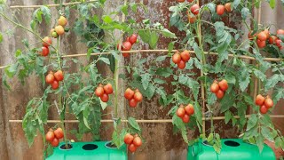 طريقة سهلة وغير معروفة لزراعة الطماطم في المنزل 😱😱 //Méthode peu connue de culture de tomates