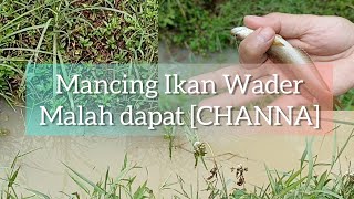 Mancing Wader Dapat Ikan Channa - Microfishing