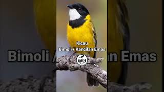 Kicau Kancilan Emas / bimoli #birds #suarapikatampuh #kicaumania