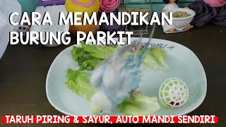 Cara Memandikan Burung Parkit