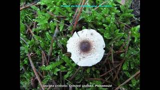 Lepiota cristata, Champimaginatis. English Text.