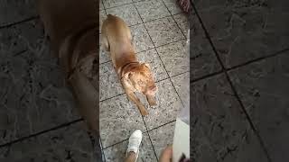 Tayson El Perro Loco Contra muñeca Diabólica