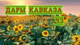 FS 17- ПЛОХОЙ УРОЖАЙ!!! дары кавказа ч 3.