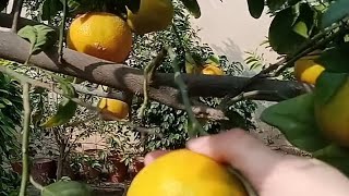 ma sh Allah orange at our home||fresh orange juice||aj meny bnaya orange ka fresh juice